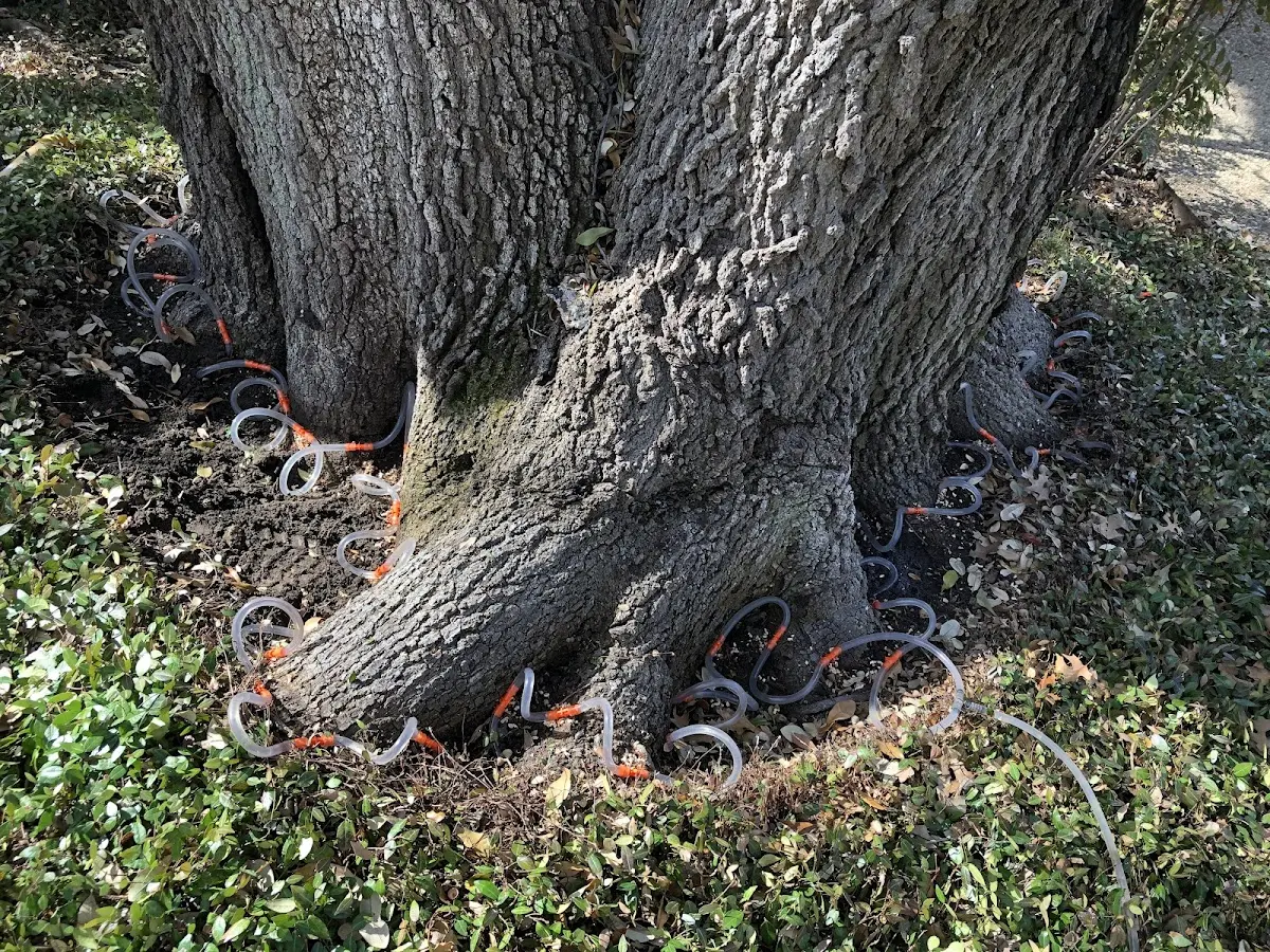 Detailed Tree Cabling and Bracing job site in Harvey