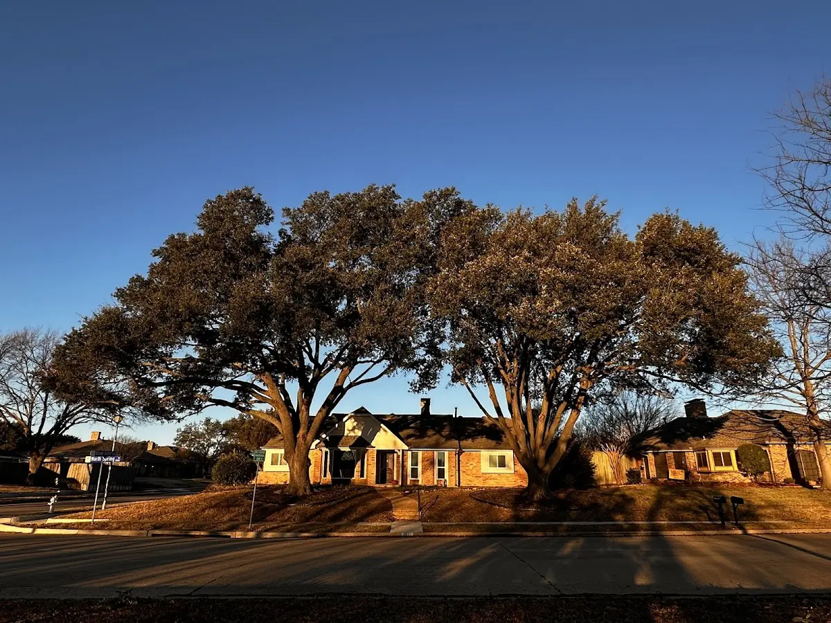 Established residential canopy tree shading a home in Harvey
